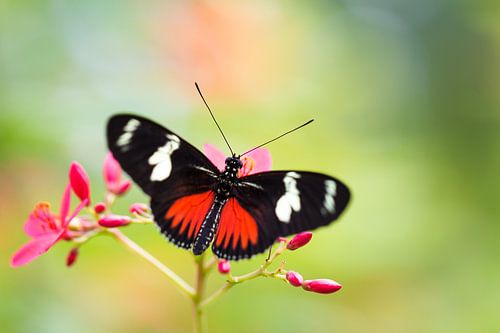 Vlinder Heliconius dora