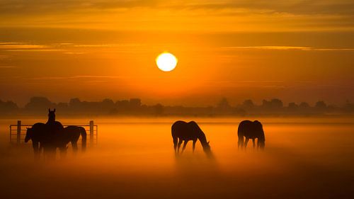 Misty Horses