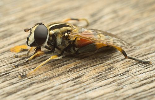 zweefvliegje van mick agterberg