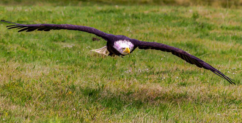 Bald Eagle by Hans-Bernd Lichtblau