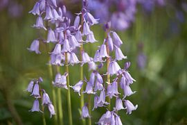 Waldhyazinthen in Grünanlagen von Cor de Hamer