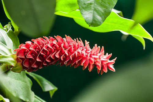 Costus barbatus