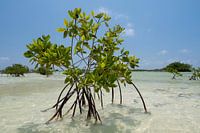 Mangrove on the salt flats of Bonaire