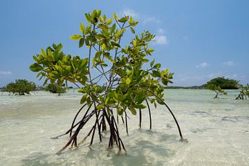 Mangrove op de zoutpannen van Bonaire van Liesbeth Vogelzang