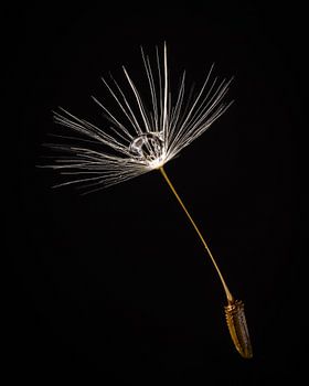 Makro von Löwenzahn