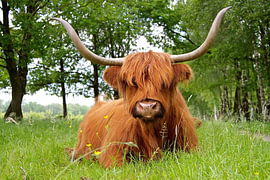 Scottish Highland Cattle in Witteveen by Carla Odink