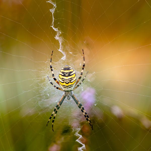 Araignée guêpe par Hennie Zeij
