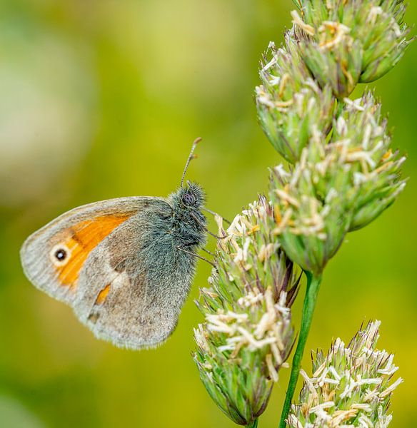 Coenonympha pamphilus Butterfly on the grass by Animaflora PicsStock