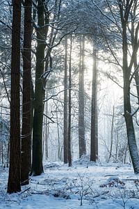 Bomen- 2