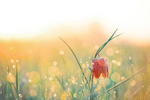 Kievitsbloem in een weide tijdens zonsopgang van Sjoerd van der Wal Fotografie