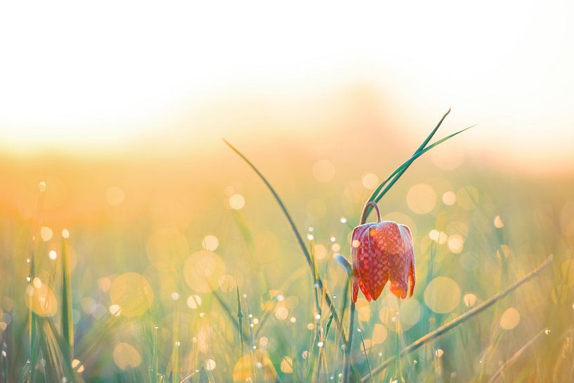 Snake's Head Fritillary wildflowers in a meadow during sunrise by Sjoerd van der Wal Photography