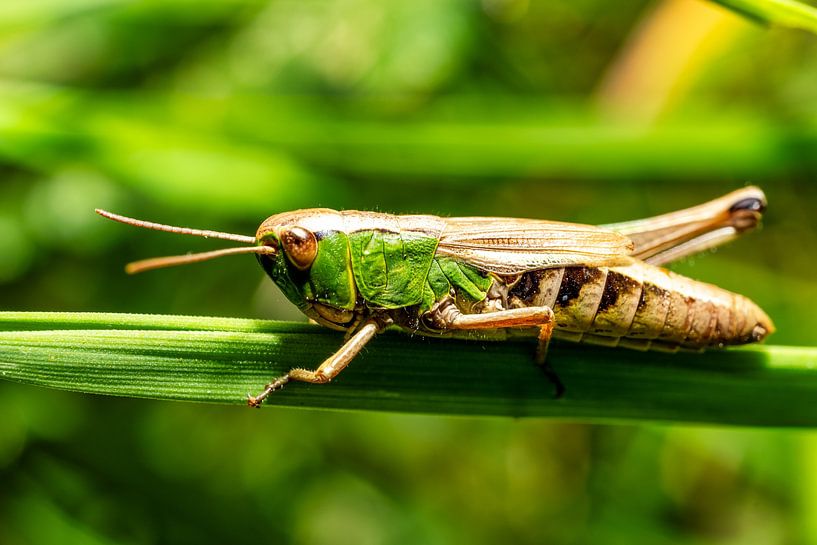 Vue d'une sauterelle sur un brin d'herbe par Andreas Völkel