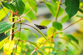 Vlinder by Jamy Danen