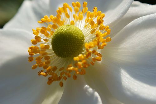 Hart van de bloem