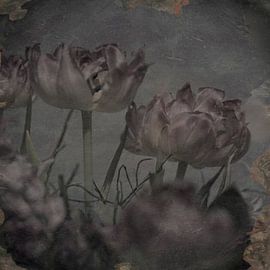 Lilac tulips by arjan doornbos