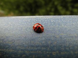 Marienkäfer