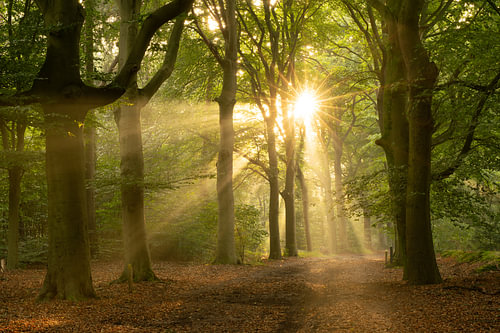 Sunbeams shine through the trees at sunrise in the Cape Woods on the Utrechtse Heuvelrug