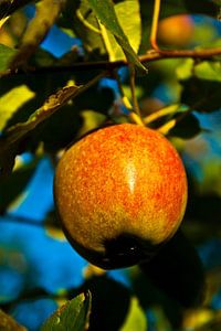 Apfel am Baum
