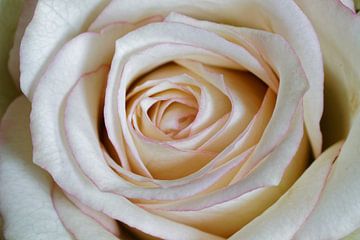 witte rozenbloesem van Alexander Ließ