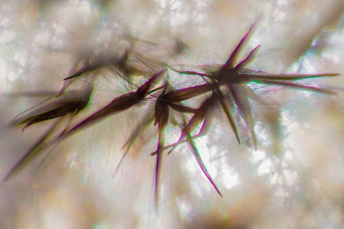 Reed fluff in backlight