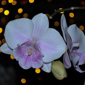Orchidee (2) van Rob Burgwal