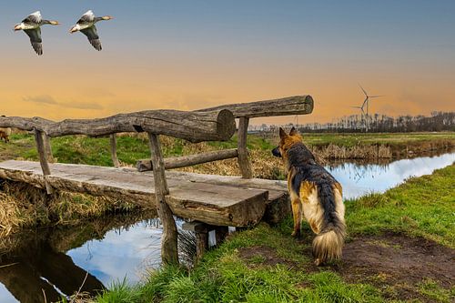 Landschap tijdens zonsondergang met langharige Duitse herderstam brd en overvliegende grauwe ganzen 
