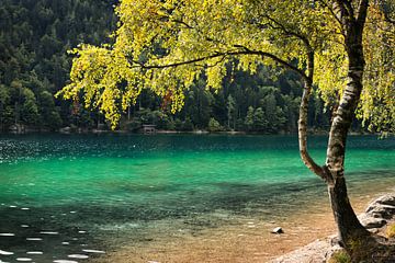 Sierlijke boompje bergmeer in Oostenrijk