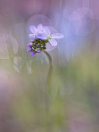 elegant und süß von Remco loeffen