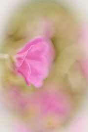 Blume von Ron Kleinjans