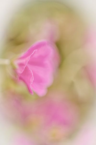 Flower by Ron Kleinjans