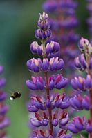 Hummel auf dem Weg zu den schönen violetten Lupinusblüten