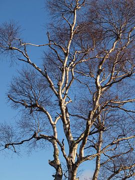 Berkenboom tegen blauwe lucht van Rinke Velds