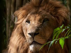 Löwen : Tierpark Amersfoort von Loek Lobel