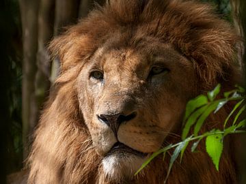 Lions : Animal Park Amersfoort by Loek Lobel