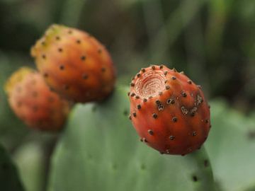 Cactus van Eric Vink