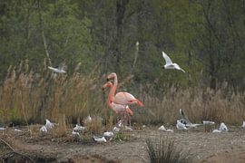 Two flamingos amongst a colony of seagulls