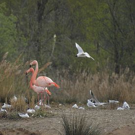 Two flamingos amongst a colony of seagulls by Joke te Grotenhuis