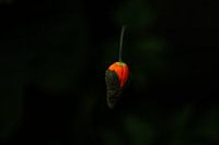 Poppy red