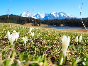 Frühlingszauber am Geroldsee – zarte Krokusblüten, ruhiges Wasser und beeindruckende Bergkulisse. Ein romantisches Alpenmotiv voller Farbe und Ruhe.