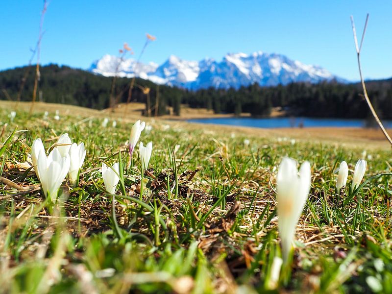 Spring magic at Lake Geroldsee - delicate crocus blossoms, calm water and an impressive mountain backdrop. A romantic Alpine motif full of colour and tranquillity. by Miriam Schwarzfischer Fotografie