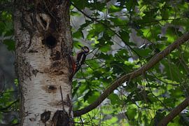 Woodpecker by Inner Horizon