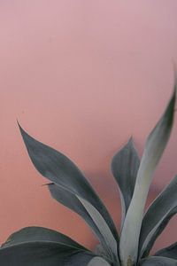 Groene plant voor een terracotta muur | reisfotografie print