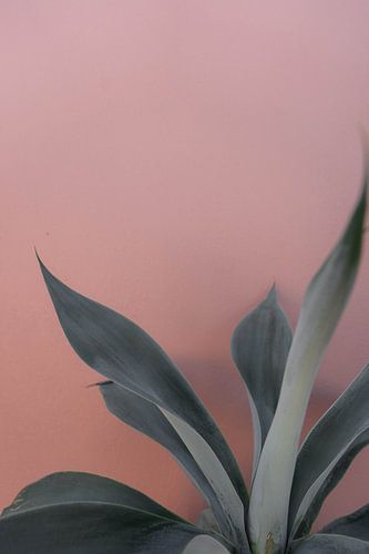 Groene plant voor een terracotta muur | reisfotografie print