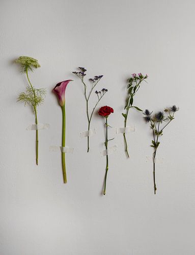 Trop fauché pour un vase - Des fleurs collées sur un mur blanc sur Studio byMarije