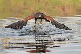 Buzzard sur Lies Bakker