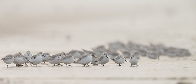 Sanderlinge am Strand von Menno Schaefer