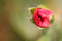 Knop van geranium