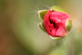 Knop van geranium sur Frouwkje Fotografie