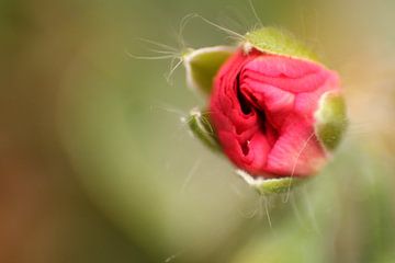 Knop van geranium van Frouwkje Fotografie