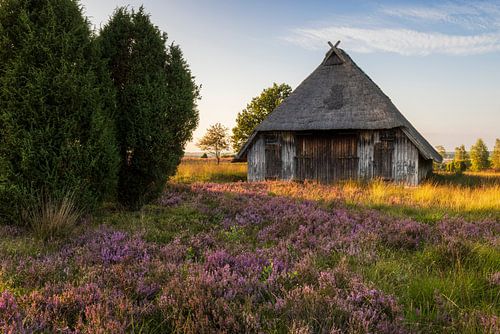 Schafstall in der blühenden Heide von Daniela Beyer